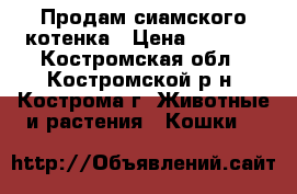 Продам сиамского котенка › Цена ­ 1 500 - Костромская обл., Костромской р-н, Кострома г. Животные и растения » Кошки   